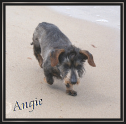 Meine 1. Zuchthndin, die kleine Angie ist 15,5 Jahre alt geworden. Hier ihr letzter Urlaub auf Rgen.