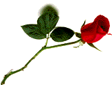 Die Rosen von der Familie fr Bea