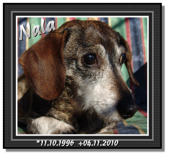 Nala wurde 14 Jahre alt. Sie war meine Stammhndin. Es tut so weh einen so tollen Hund zu verlieren.
